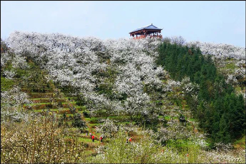 【春天，广西桂林灌阳县向您发出邀请！】我们在灌阳看梨花 - 游山玩水 - 珠海生活社区 - 珠海28生活网 zh.28life.net