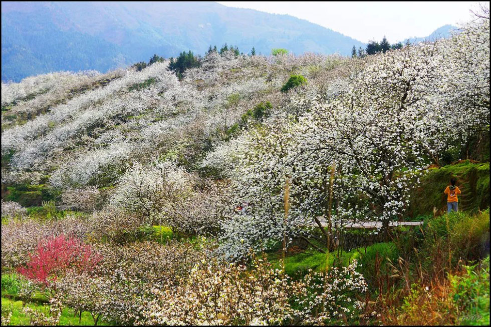 【春天，广西桂林灌阳县向您发出邀请！】我们在灌阳看梨花 - 游山玩水 - 珠海生活社区 - 珠海28生活网 zh.28life.net