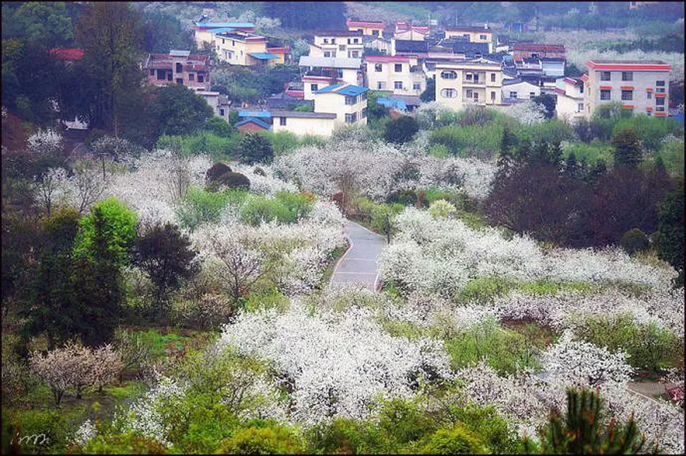【春天，广西桂林灌阳县向您发出邀请！】我们在灌阳看梨花 - 游山玩水 - 珠海生活社区 - 珠海28生活网 zh.28life.net