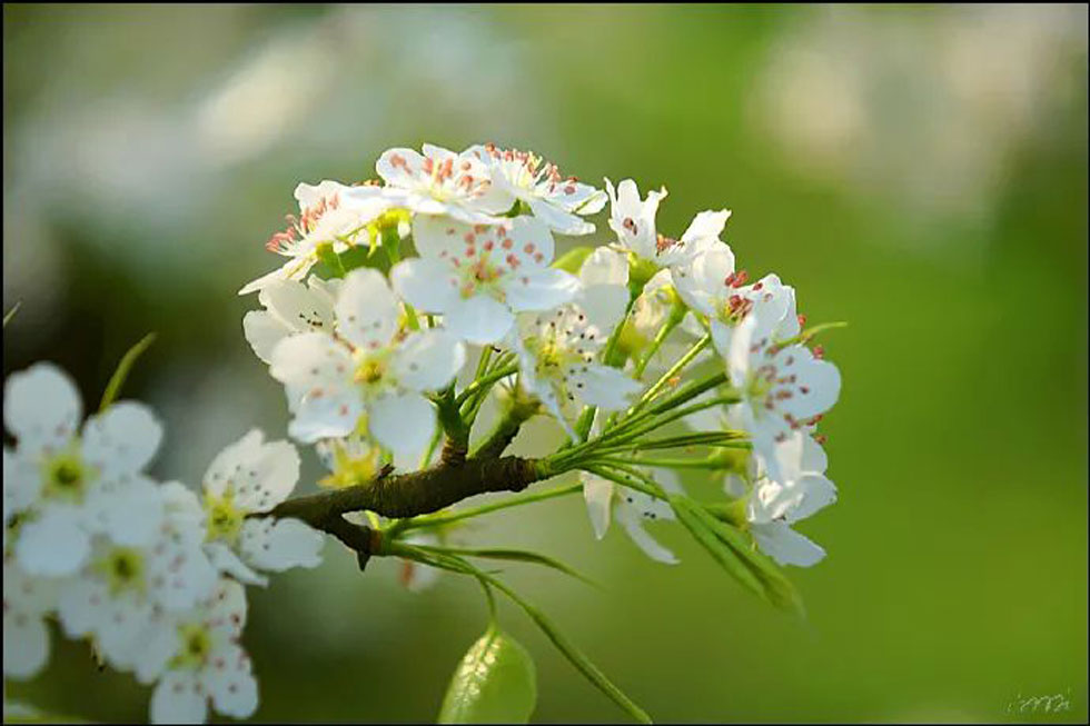 【春天，广西桂林灌阳县向您发出邀请！】我们在灌阳看梨花 - 游山玩水 - 珠海生活社区 - 珠海28生活网 zh.28life.net