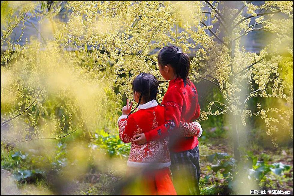 【春天，广西桂林灌阳县向您发出邀请！】米珠山前有片山苍子花在飘香 - 游山玩水 - 珠海生活社区 - 珠海28生活网 zh.28life.net