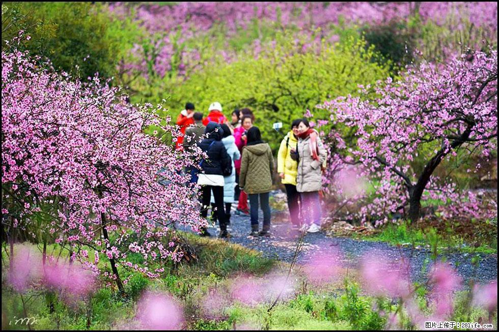 【春天，广西桂林灌阳县向您发出邀请！】官庄村有个醉美的桃花园 - 游山玩水 - 珠海生活社区 - 珠海28生活网 zh.28life.net