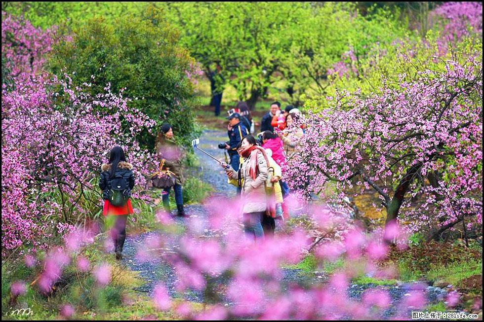【春天，广西桂林灌阳县向您发出邀请！】官庄村有个醉美的桃花园 - 游山玩水 - 珠海生活社区 - 珠海28生活网 zh.28life.net
