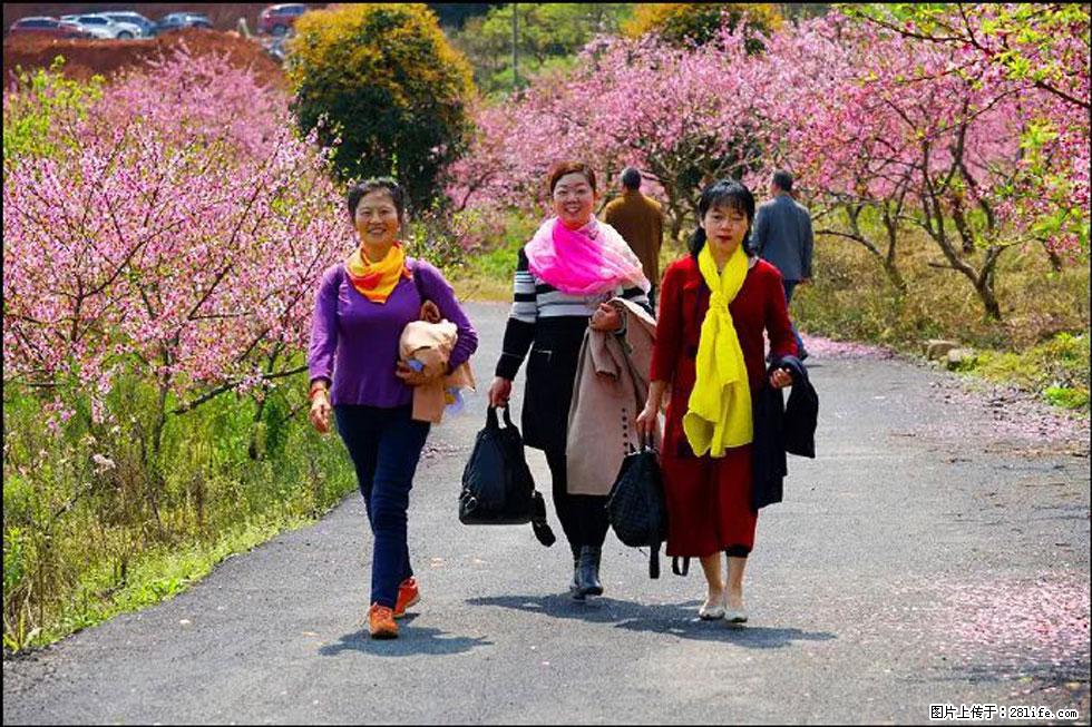【春天，广西桂林灌阳县向您发出邀请！】官庄村有个醉美的桃花园 - 游山玩水 - 珠海生活社区 - 珠海28生活网 zh.28life.net