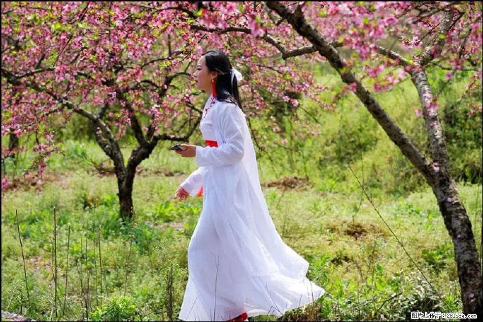 【春天，广西桂林灌阳县向您发出邀请！】官庄村有个醉美的桃花园 - 游山玩水 - 珠海生活社区 - 珠海28生活网 zh.28life.net