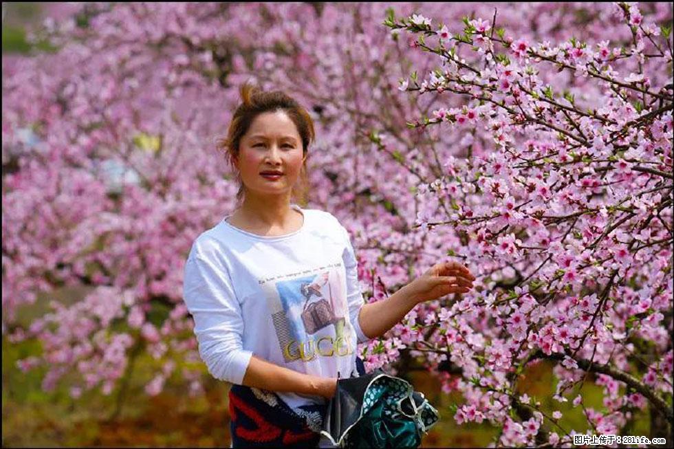 【春天，广西桂林灌阳县向您发出邀请！】官庄村有个醉美的桃花园 - 游山玩水 - 珠海生活社区 - 珠海28生活网 zh.28life.net