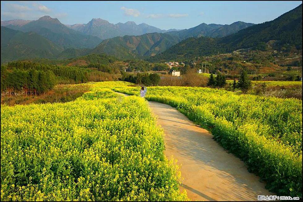 【春天，广西桂林灌阳县向您发出邀请！】长坪村油菜盛情花开 - 游山玩水 - 珠海生活社区 - 珠海28生活网 zh.28life.net