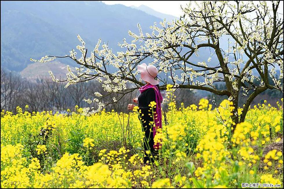 【春天，广西桂林灌阳县向您发出邀请！】长坪村油菜盛情花开 - 游山玩水 - 珠海生活社区 - 珠海28生活网 zh.28life.net