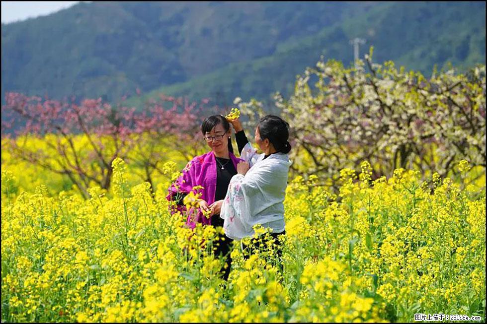 【春天，广西桂林灌阳县向您发出邀请！】长坪村油菜盛情花开 - 游山玩水 - 珠海生活社区 - 珠海28生活网 zh.28life.net