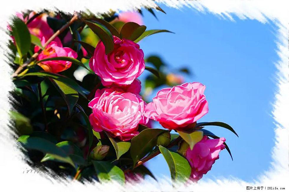 【春天，广西桂林灌阳县向您发出邀请！】杨柳井茶花惹人爱 - 游山玩水 - 珠海生活社区 - 珠海28生活网 zh.28life.net