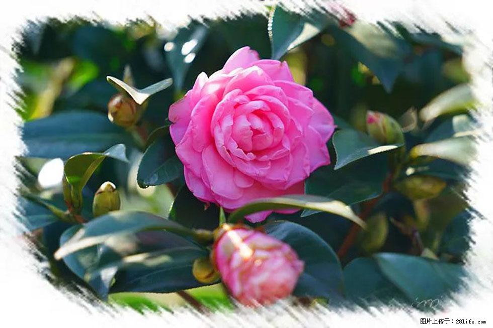 【春天，广西桂林灌阳县向您发出邀请！】杨柳井茶花惹人爱 - 游山玩水 - 珠海生活社区 - 珠海28生活网 zh.28life.net