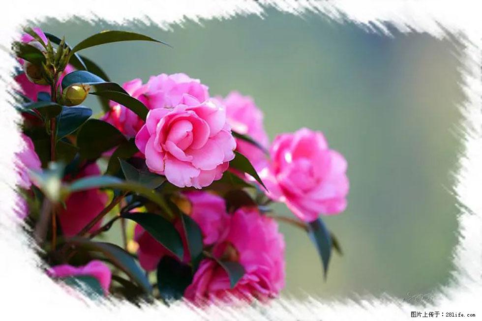 【春天，广西桂林灌阳县向您发出邀请！】杨柳井茶花惹人爱 - 游山玩水 - 珠海生活社区 - 珠海28生活网 zh.28life.net