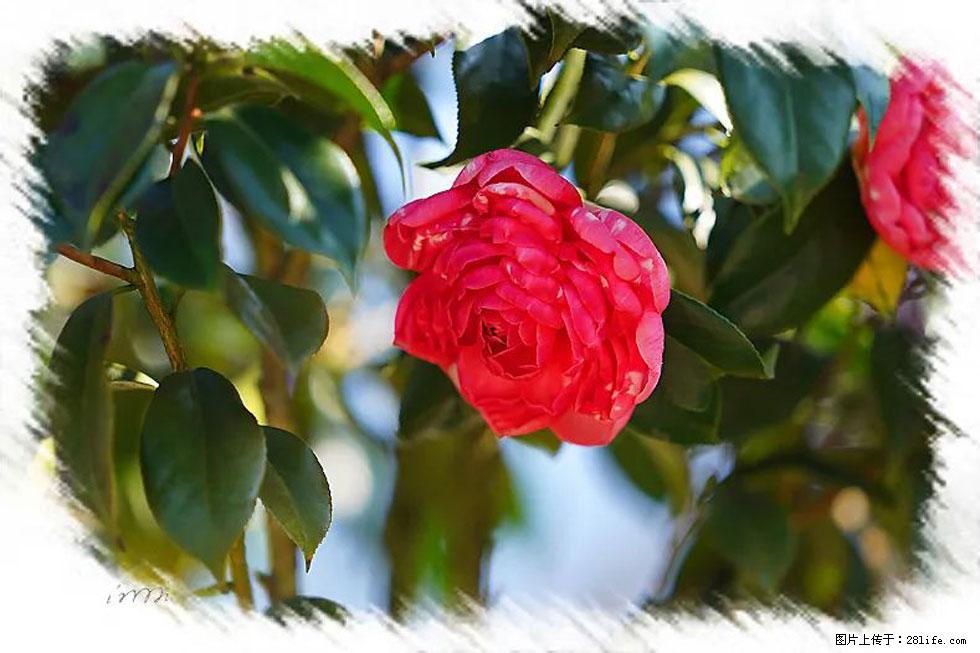 【春天，广西桂林灌阳县向您发出邀请！】杨柳井茶花惹人爱 - 游山玩水 - 珠海生活社区 - 珠海28生活网 zh.28life.net