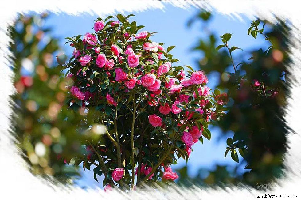 【春天，广西桂林灌阳县向您发出邀请！】杨柳井茶花惹人爱 - 游山玩水 - 珠海生活社区 - 珠海28生活网 zh.28life.net