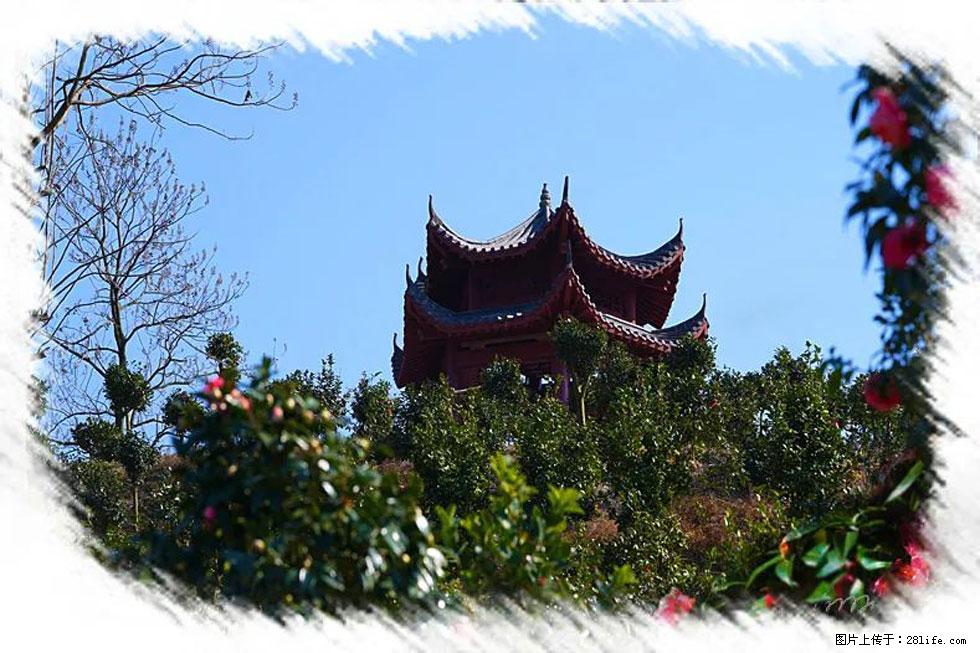 【春天，广西桂林灌阳县向您发出邀请！】杨柳井茶花惹人爱 - 游山玩水 - 珠海生活社区 - 珠海28生活网 zh.28life.net