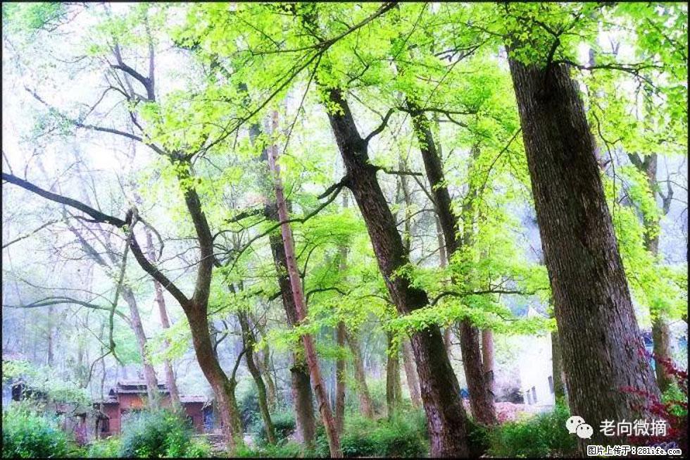 【春天，广西桂林灌阳县向您发出邀请！】在小龙村与春天约会 - 游山玩水 - 珠海生活社区 - 珠海28生活网 zh.28life.net