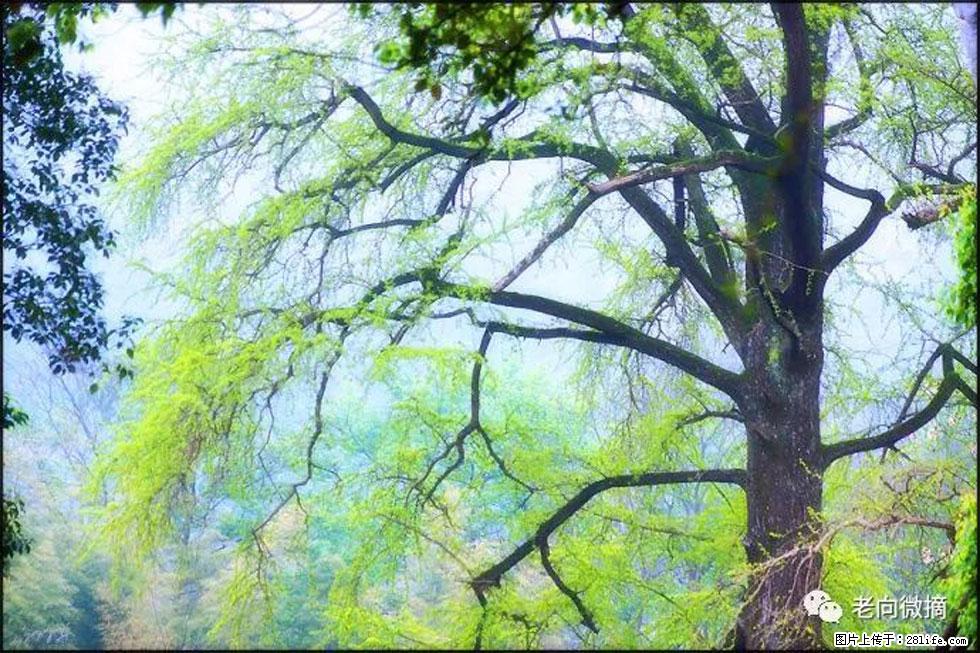 【春天，广西桂林灌阳县向您发出邀请！】在小龙村与春天约会 - 游山玩水 - 珠海生活社区 - 珠海28生活网 zh.28life.net