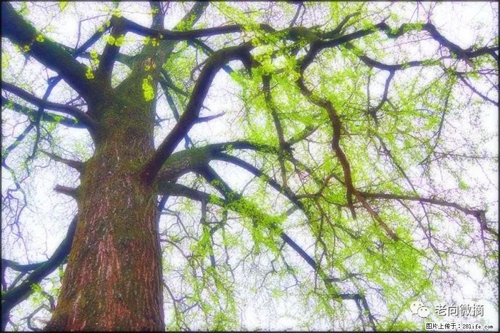 【春天，广西桂林灌阳县向您发出邀请！】在小龙村与春天约会 - 游山玩水 - 珠海生活社区 - 珠海28生活网 zh.28life.net