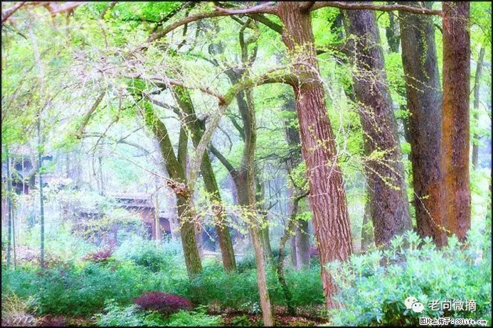 【春天，广西桂林灌阳县向您发出邀请！】在小龙村与春天约会 - 游山玩水 - 珠海生活社区 - 珠海28生活网 zh.28life.net