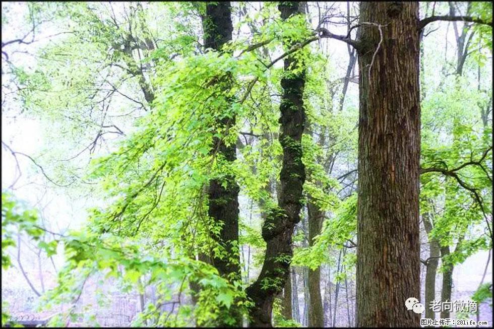 【春天，广西桂林灌阳县向您发出邀请！】在小龙村与春天约会 - 游山玩水 - 珠海生活社区 - 珠海28生活网 zh.28life.net