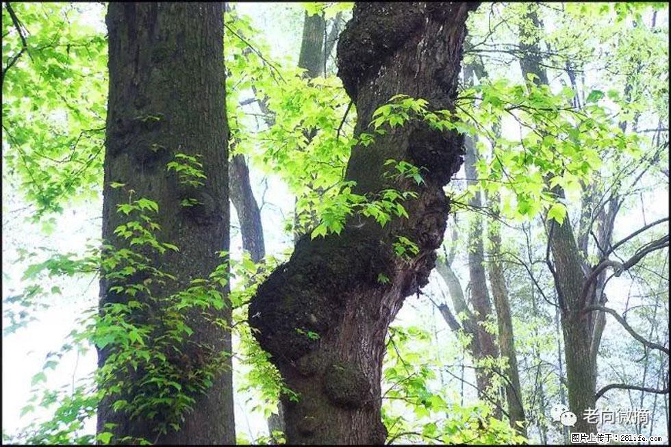 【春天，广西桂林灌阳县向您发出邀请！】在小龙村与春天约会 - 游山玩水 - 珠海生活社区 - 珠海28生活网 zh.28life.net