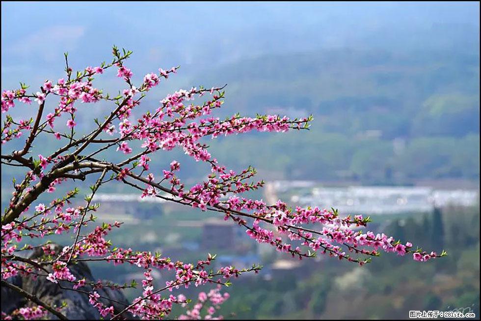 【春天，广西桂林灌阳县向您发出邀请！】望月岭上桃花开 - 游山玩水 - 珠海生活社区 - 珠海28生活网 zh.28life.net