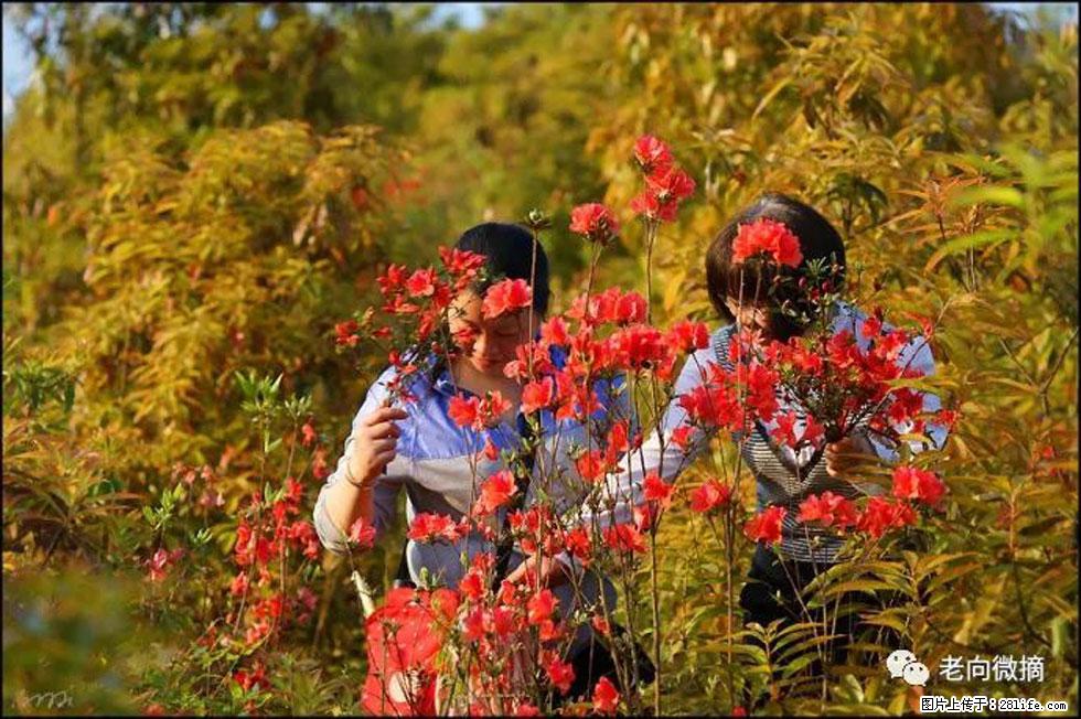 【春天，广西桂林灌阳县向您发出邀请！】登麒麟山，相约映山红 - 游山玩水 - 珠海生活社区 - 珠海28生活网 zh.28life.net