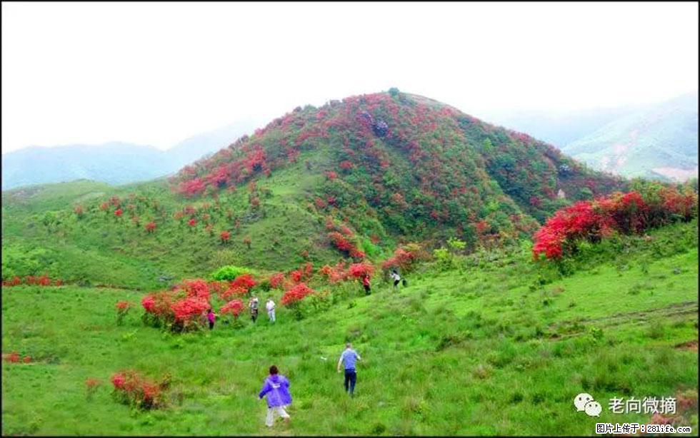 【春天，广西桂林灌阳县向您发出邀请！】宝盖山上映山红 - 游山玩水 - 珠海生活社区 - 珠海28生活网 zh.28life.net