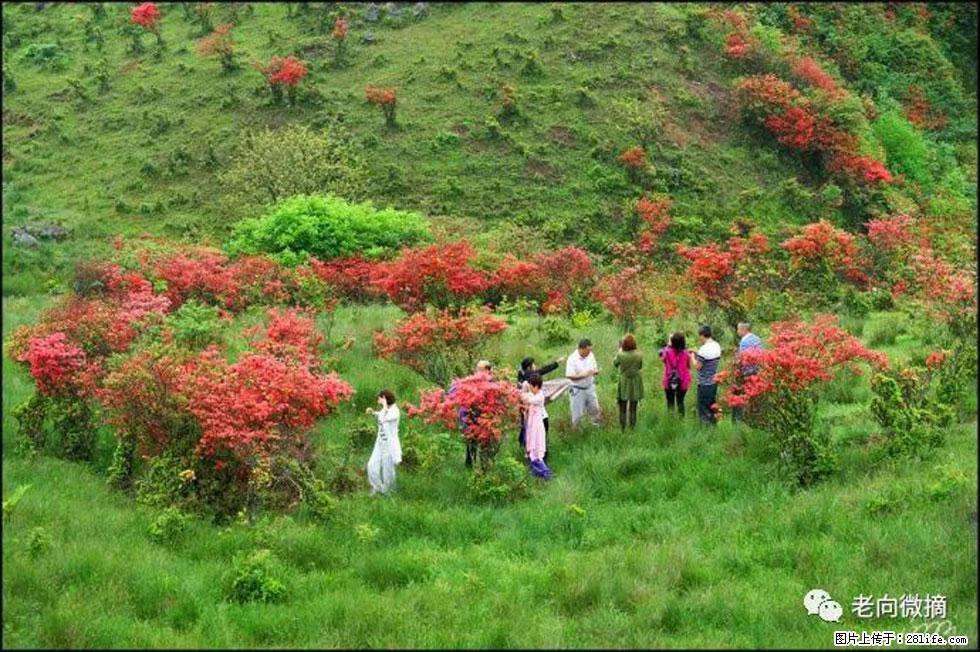 【春天，广西桂林灌阳县向您发出邀请！】宝盖山上映山红 - 游山玩水 - 珠海生活社区 - 珠海28生活网 zh.28life.net