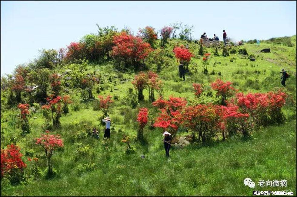 【春天，广西桂林灌阳县向您发出邀请！】宝盖山上映山红 - 游山玩水 - 珠海生活社区 - 珠海28生活网 zh.28life.net