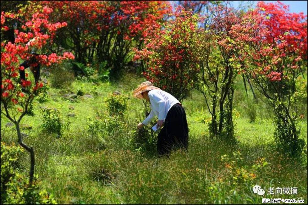 【春天，广西桂林灌阳县向您发出邀请！】宝盖山上映山红 - 游山玩水 - 珠海生活社区 - 珠海28生活网 zh.28life.net