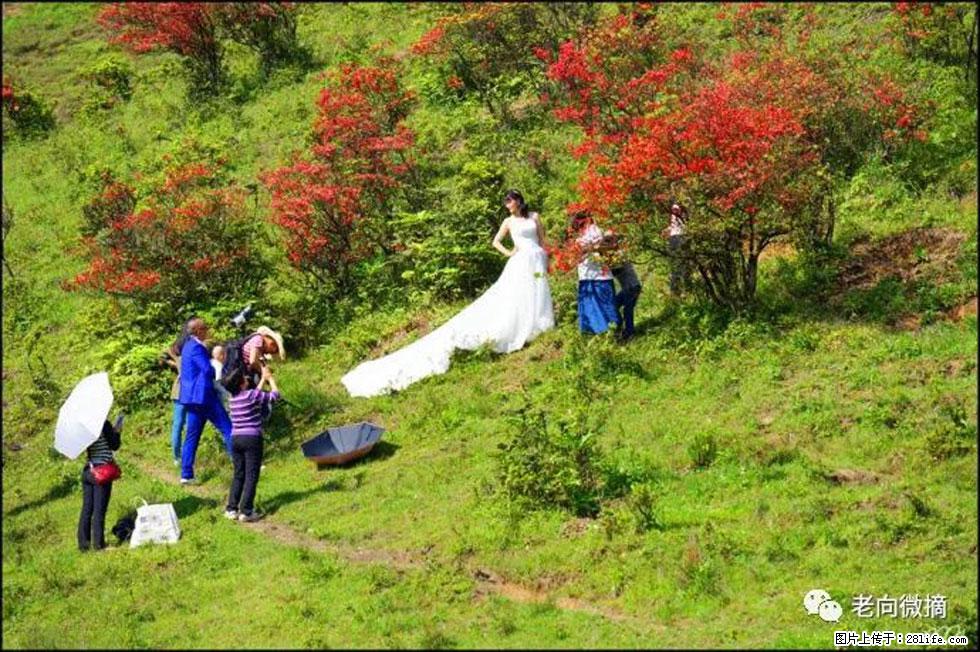 【春天，广西桂林灌阳县向您发出邀请！】宝盖山上映山红 - 游山玩水 - 珠海生活社区 - 珠海28生活网 zh.28life.net
