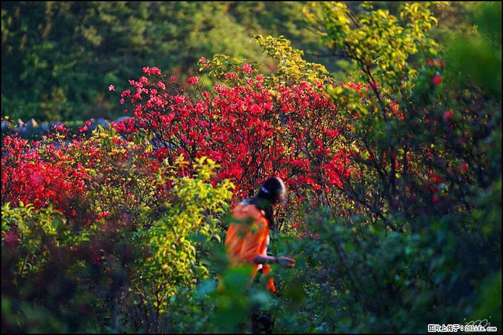 【春天，广西桂林灌阳县向您发出邀请！】春木界上映山红 - 游山玩水 - 珠海生活社区 - 珠海28生活网 zh.28life.net