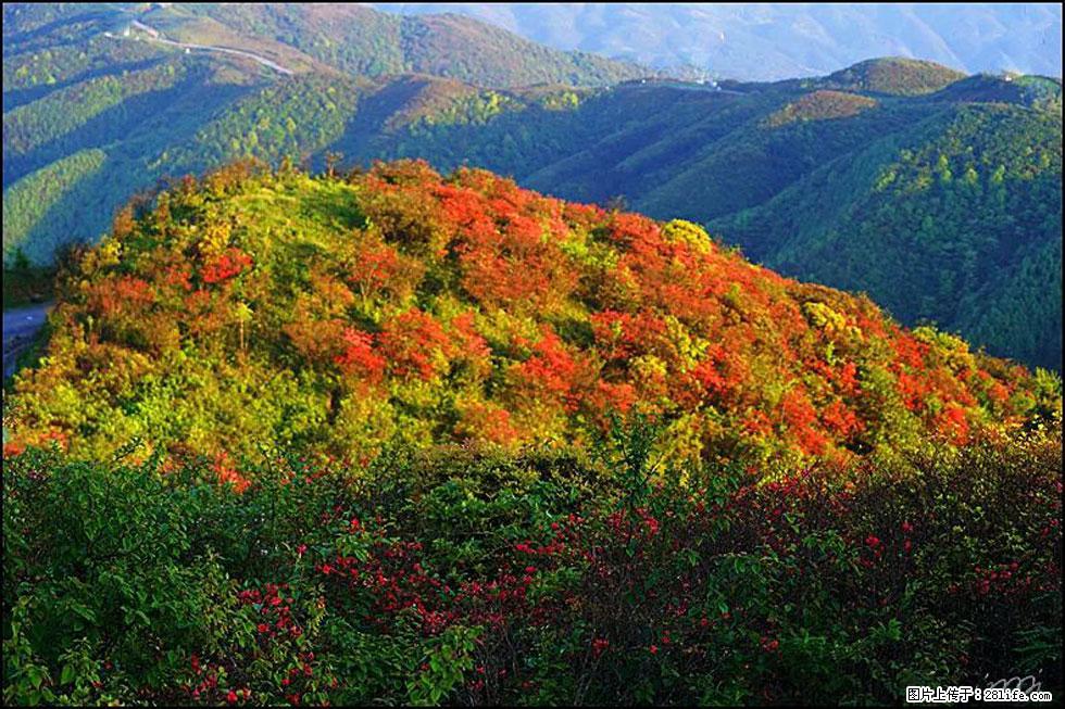 【春天，广西桂林灌阳县向您发出邀请！】春木界上映山红 - 游山玩水 - 珠海生活社区 - 珠海28生活网 zh.28life.net