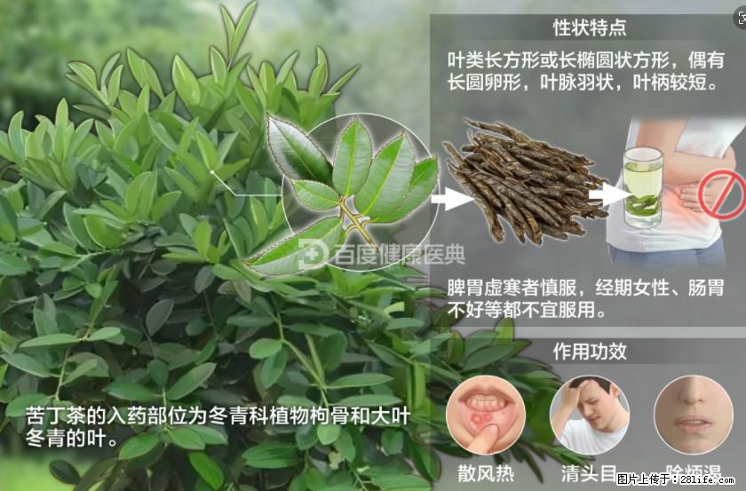 苦丁茶有哪些功效和作用 - 生活百科 - 珠海生活社区 - 珠海28生活网 zh.28life.net