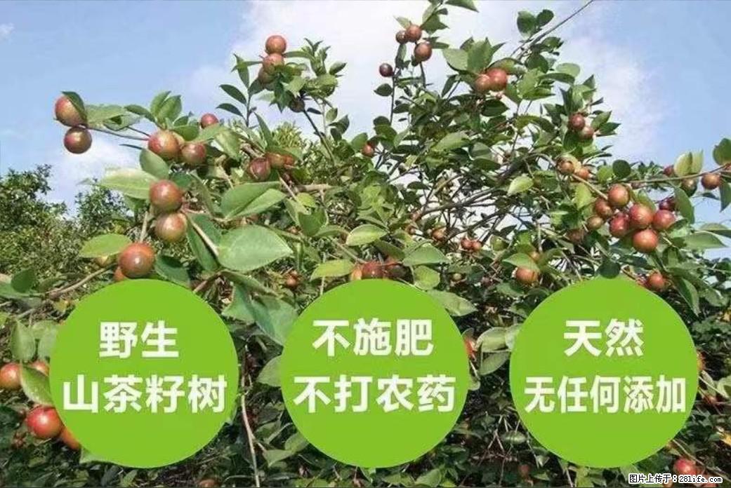 【灌阳县油茶产业示范区】一个有着充实的精神生活的人，对待身外之物自会有一种淡泊的态度 - 美食天地 - 珠海生活社区 - 珠海28生活网 zh.28life.net