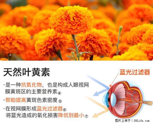 叶黄素有什么功效和作用 - 生活百科 - 珠海生活社区 - 珠海28生活网 zh.28life.net