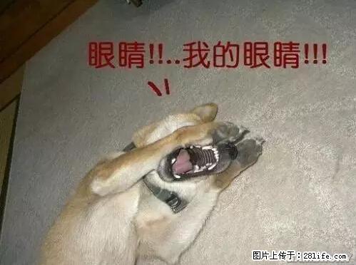 笑癫了！一女的怀孕三年未生，他终于忍不住了... - 娱乐八卦 - 珠海生活社区 - 珠海28生活网 zh.28life.net