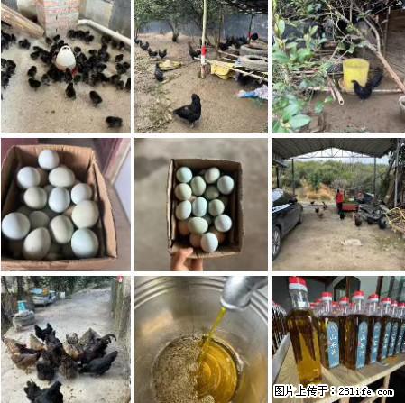 油茶园从小鸡仔开始养起的纯土鸡、土鸡蛋可以预定啦！还有前几天刚榨的纯山茶油哦 - 美食天地 - 珠海生活社区 - 珠海28生活网 zh.28life.net