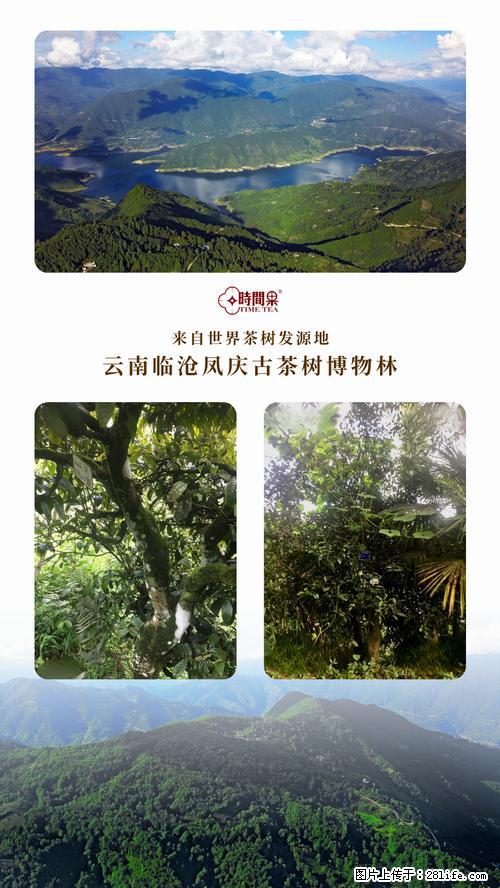 时间果百年古树2025年春红茶 - 购物交流 - 珠海生活社区 - 珠海28生活网 zh.28life.net