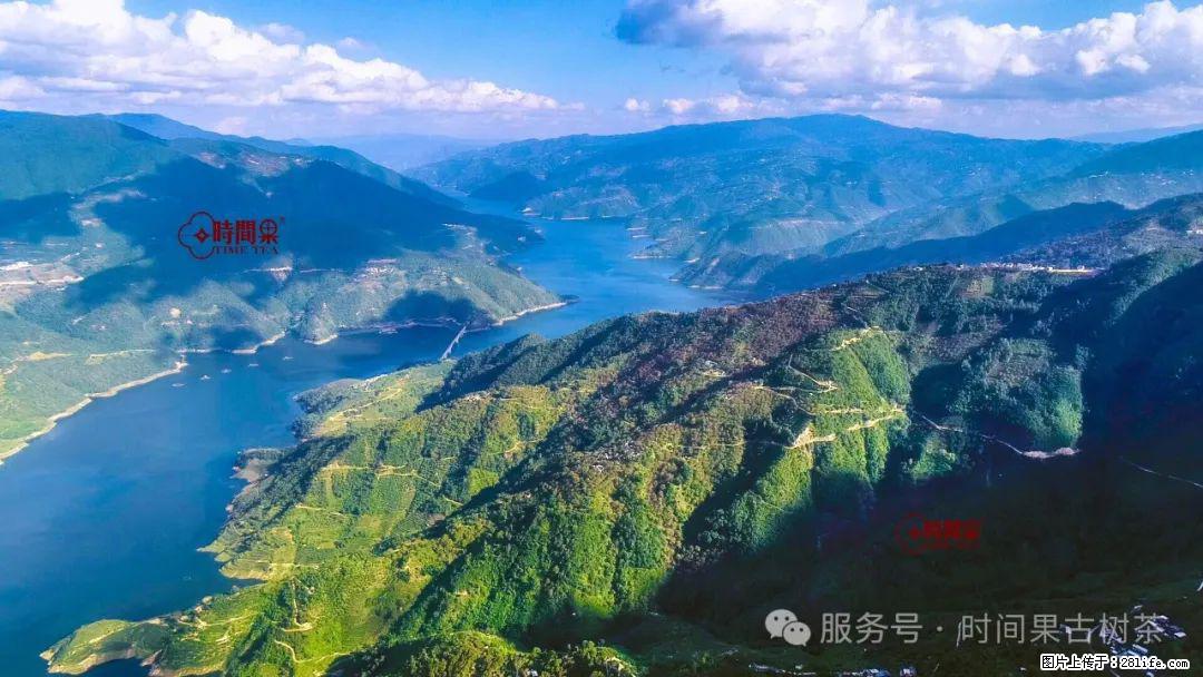 时间果百年古树龙珠普洱生茶 - 购物交流 - 珠海生活社区 - 珠海28生活网 zh.28life.net