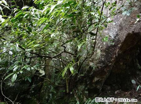 平乐石崖茶，珍贵仅次于金花茶 - 珠海生活资讯 - 珠海28生活网 zh.28life.net