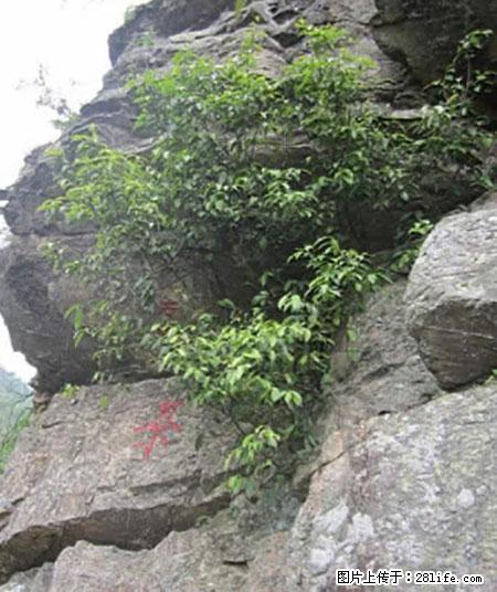 平乐石崖茶，珍贵仅次于金花茶 - 珠海生活资讯 - 珠海28生活网 zh.28life.net