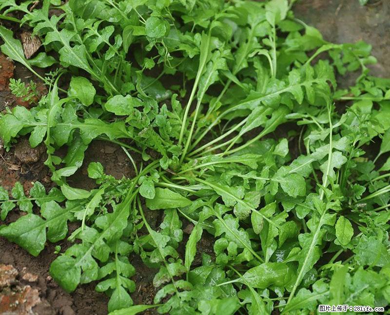 这些蔬菜是“天然钙片”，这6种被医生重点推荐 - 珠海生活资讯 - 珠海28生活网 zh.28life.net