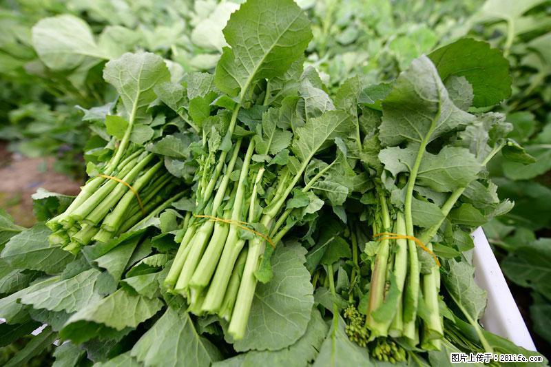 这些蔬菜是“天然钙片”，这6种被医生重点推荐 - 珠海生活资讯 - 珠海28生活网 zh.28life.net